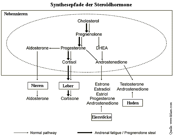 Nebennieren Hormonpfad