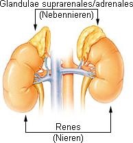 Nebennieren